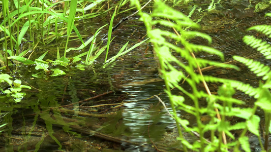 雨林中的一条溪流苔和小燕子在水中生长美国华盛顿州视频