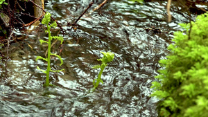 雨林中的一条溪流苔21秒视频