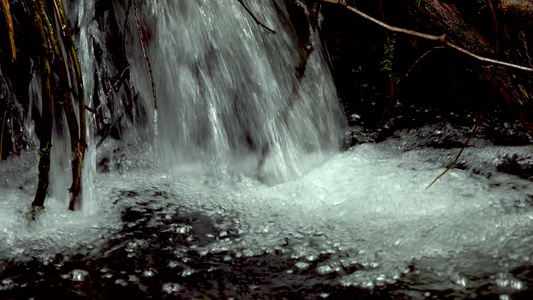 雨林中的一条溪流苔和小燕子在水中生长美国华盛顿州视频