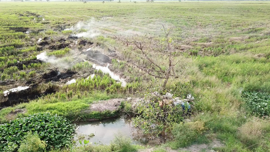 在稻田干枯树附近开着火视频