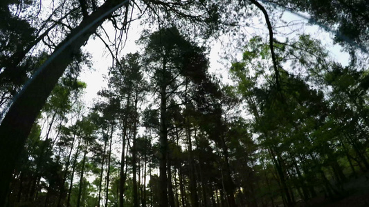 森林里的树视频