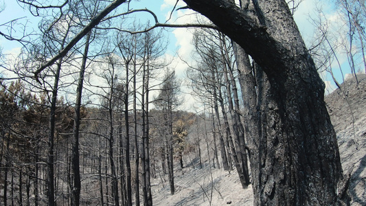 遭受森林火灾破坏的地中海森林地区面积视频