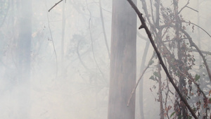 亚马孙雨林火灾正在燃烧31秒视频