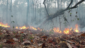 亚马逊雨林火灾30秒视频