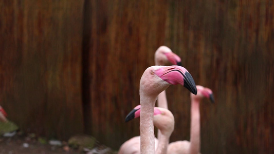粉红色火烈鸟的特写快速地转过头来视频