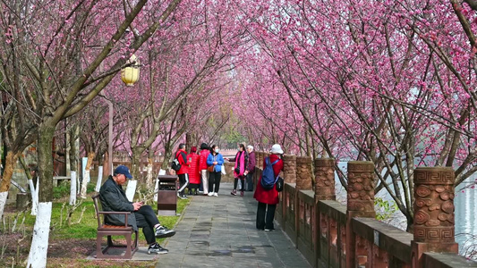 四川成都望江楼古建筑春天樱花园林风景视频