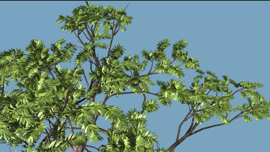 树木生长过程动画带透明通道视频