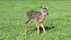 可爱的小鹿站在草地上17秒视频