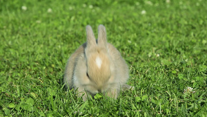 兔子坐在草地上吃东西16秒视频