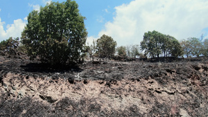 森林火灾后烧焦的树木和草丛16秒视频