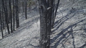 火烧树木和灰灰覆盖的地上被灰灰烟覆盖着17秒视频