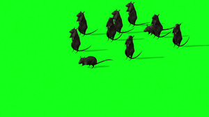 绿屏幕上可爱灰老鼠动画18秒视频