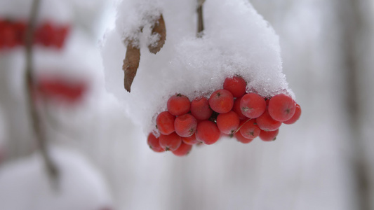 在雪下连成一排关上温柔的焦点视频