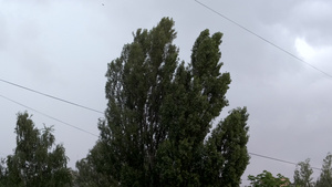 强风震动树枝在雷暴前狂风吹过20秒视频