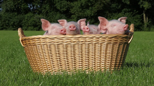 四只宠物猪在篮子里27秒视频