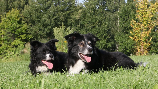 两只狗在晒太阳吐着舌头视频