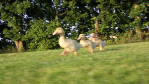 三只飞奔的小鸭子57秒视频