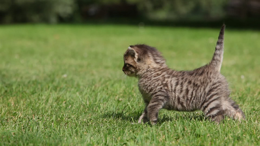 一只可爱的竖着尾巴的小花猫视频