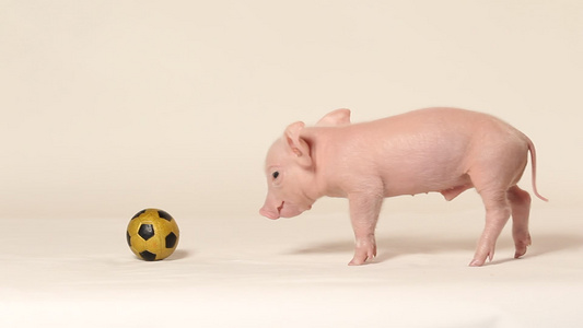 实景棚里的迷你猪踢足球视频