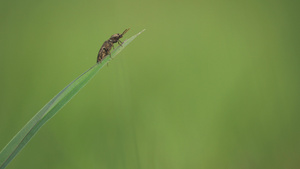 昆虫23秒视频