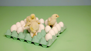 小鸡看着纸箱里的鸡蛋16秒视频