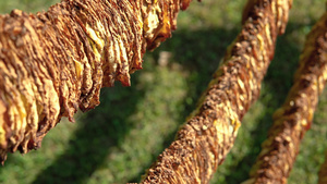 收获的烟草叶挂在绳子上准备在阳光下干燥15秒视频