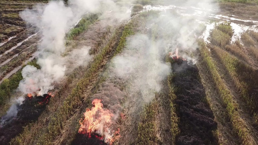 农民焚烧收获的田地视频