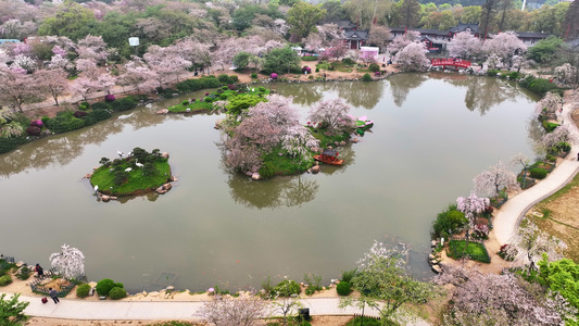 航拍武汉春天樱花园盛开的樱花4k素材视频