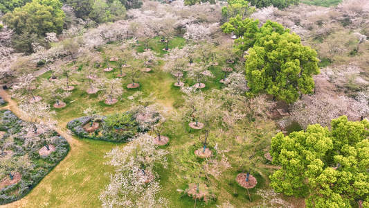 航拍武汉春天樱花季东湖樱园盛开的樱花4k素材视频