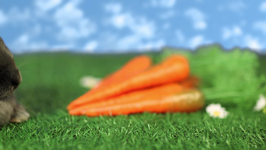 兔子用胡萝卜视频