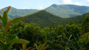 热带雨林景观在奇异岛屿平原的青绿丛林上方有火山山脉9秒视频