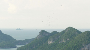 从上面飞对热带岛屿的鹳群翱翔的鸟儿自由和自然的象征19秒视频