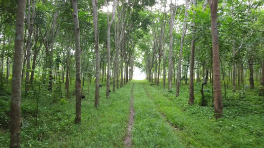 橡胶树视频