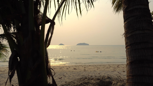 沙滩上有椰子的绿棕榈树视频
