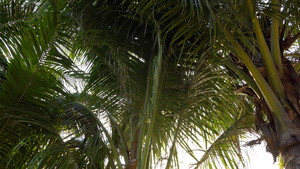 沙滩上有椰子的棕榈树10秒视频