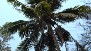 沙滩上有椰子的棕榈树10秒视频
