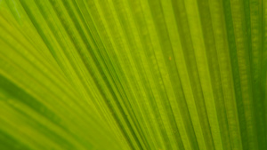 绿色多汁的热带树叶花卉28秒视频