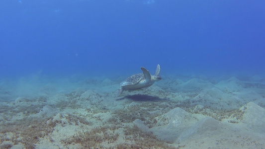 热带海浅礁湖中游泳的大型绿海龟视频
