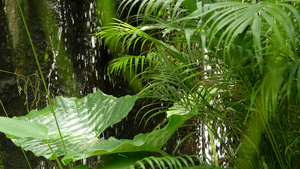 丛林热带异国情调的背景13秒视频