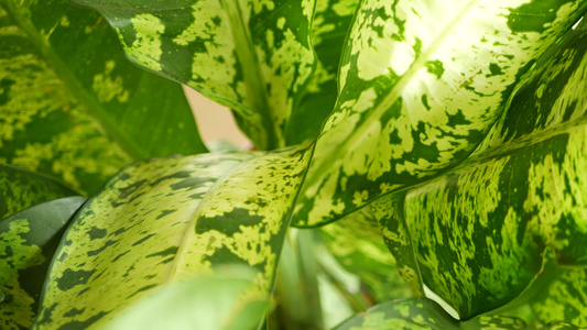 香蕉叶墙大热带新鲜绿色香蕉树叶自然热带异国背景视频