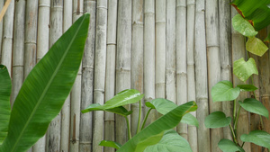 热带绿色香蕉叶木制竹子壁底的破旧木制树根布料14秒视频