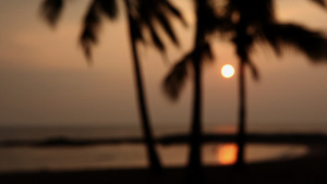夏威夷考艾岛日落时的棕榈树23秒视频