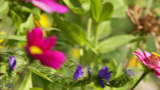 【镜头合集】菊花花朵花卉鲜花熊蜂昆虫蜜蜂视频