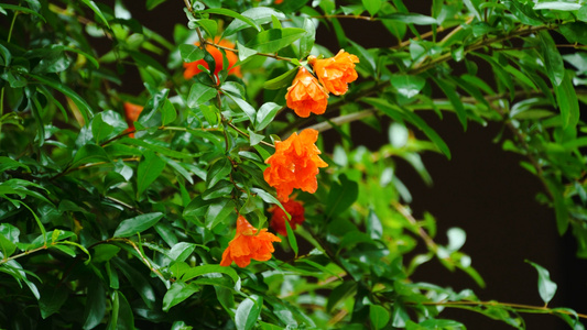 4K石榴花花朵石榴树夏日花朵视频