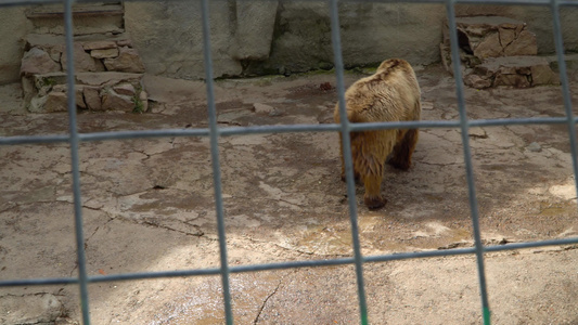 棕熊在笼子里视频