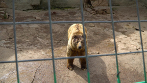棕熊在笼子里16秒视频