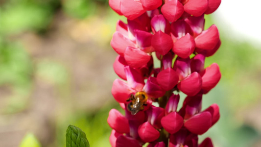 红花上的大黄蜂视频