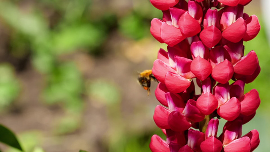 红花上的大黄蜂视频