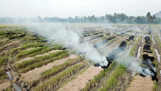 在稻田露天燃烧水稻田污染视频