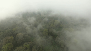雨林在雾中下巴岛印地安人17秒视频